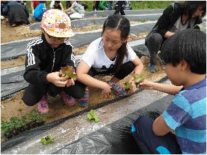 대길초 학교텃밭1.JPG